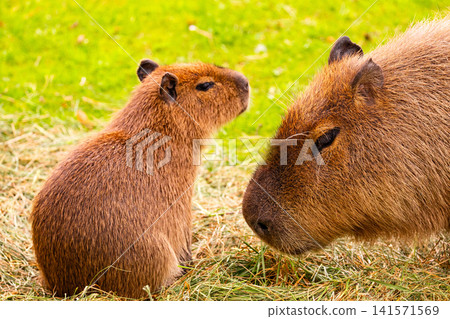 Two capybaras interacting grassy field, showcasing social behavior habitat Two capybaras interacting grassy field, showcasing social behavior habitat 141571569