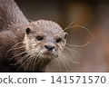 Asian small clawed otter Amblonyx cinerea, small clawed otter 141571570