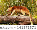 Tree kangaroo climbing log surrounded by lush green foliage in a natural habitat 141571571