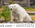 Polar bear sitting on rocky terrain surrounded by lush greenery 141571572