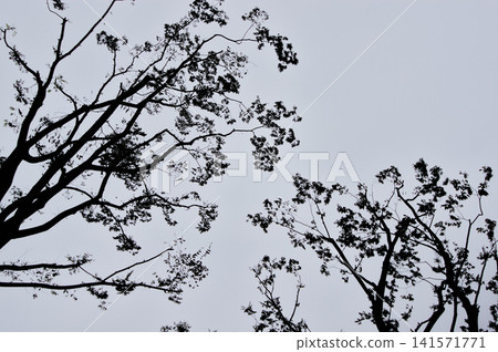 Black tree branches against a cloudy white sky. Black tree branches against a cloudy white sky. 141571771