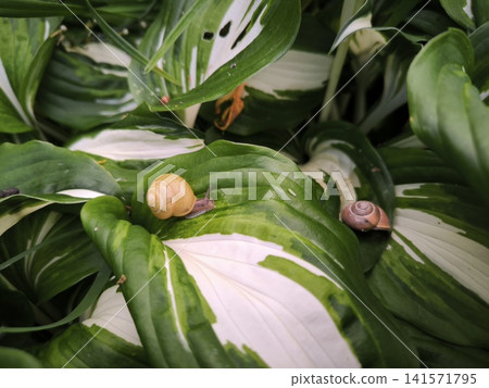 Two snails slowly crawl along the leaves of a hosta 141571795