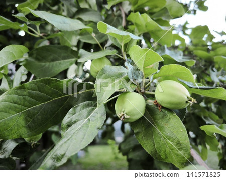 Unripe light green apples on a thick branch of an apple tree Unripe light green apples on a thick branch of an apple tree 141571825