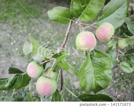 Unripe apples with a pink blush on a branch Unripe apples with a pink blush on a branch 141571873