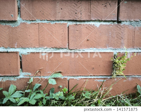 Brick wall with greenery peeking through the cracks Brick wall with greenery peeking through the cracks 141571875