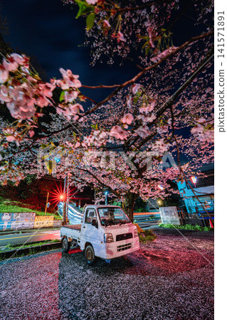 夜色中，一輛輕型卡車和盛開的櫻花。 141571891