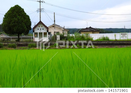 Aonuma Station and rice paddies (Irizawa, Saku City, Nagano Prefecture) 141571901