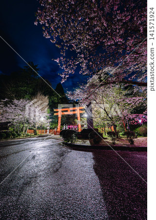 香取神社的朱紅色鳥居和夜晚燈光照耀下的櫻花 香取神社的朱紅色鳥居和夜晚燈光照耀下的櫻花 141571924