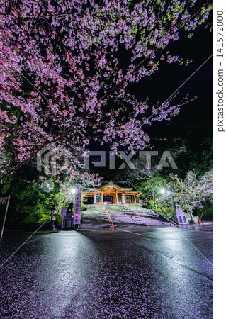 The main gate of Katori Shrine and the illuminated cherry blossoms at night The main gate of Katori Shrine and the illuminated cherry blossoms at night 141572000