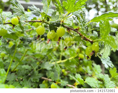 close-up shot of green gooseberries growing on branch with green leaves and visible water droplets close-up shot of green gooseberries growing on branch with green leaves and visible water droplets 141572001