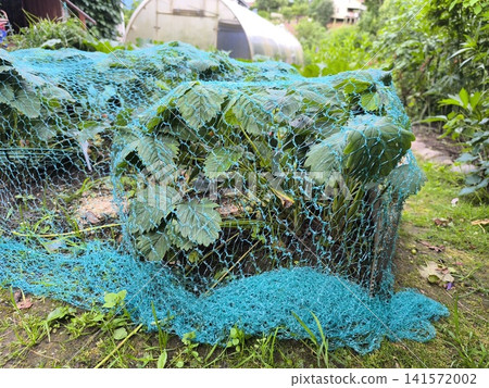 garden bed with strawberry plants covered by protective mesh netting 141572002
