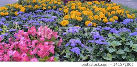 big flowerbed filled with clusters of yellow marigolds, purple ageratum, and pink flowers in a garden setting big flowerbed filled with clusters of yellow marigolds, purple ageratum, and pink flowers in a garden setting 141572005