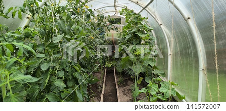 inside view of polycarbonate greenhouse with rows of tall tomato plants, cucumber vines, and other plants 141572007