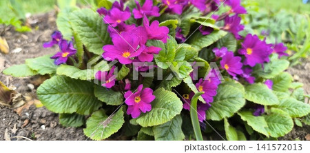 Purple primula in garden Purple primula in garden 141572013