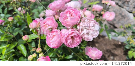 cluster of light round pink roses in full bloom with green leaves and unopened buds growing outdoors in a garden 141572014