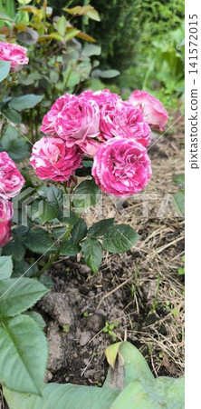 little bush of pink and white spray roses in garden little bush of pink and white spray roses in garden 141572015