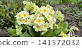 Blooming yellow Primula vulgaris in garden 141572032