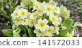 Blooming yellow Primula vulgaris in garden 141572033