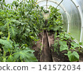 inside view of polycarbonate greenhouse with rows of tall tomato plants, cucumber vines, and other plants 141572034