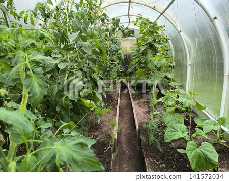 inside view of polycarbonate greenhouse with rows of tall tomato plants, cucumber vines, and other plants inside view of polycarbonate greenhouse with rows of tall tomato plants, cucumber vines, and other plants 141572034