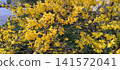 Bright yellow flowers of Forsythia bush 141572041