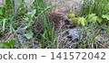 wild hedgehog with brown and white spines in green grass 141572042