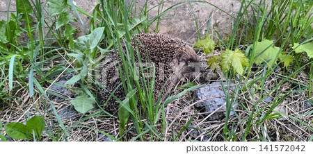 wild hedgehog with brown and white spines in green grass wild hedgehog with brown and white spines in green grass 141572042