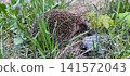 wild hedgehog with brown and white spines in green grass 141572043
