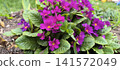 Purple primula in garden 141572049