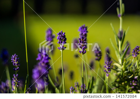 Blooming lavender flowers illuminated by warm sunlight in a summer garden. Purple blossoms stand against a soft green bokeh background. Blooming lavender flowers illuminated by warm sunlight in a summer garden. Purple blossoms stand against a soft green bokeh background. 141572084