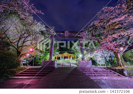 The main gate and illuminated cherry blossoms at night, viewed through the torii gate of Katori Shrine. The main gate and illuminated cherry blossoms at night, viewed through the torii gate of Katori Shrine. 141572106