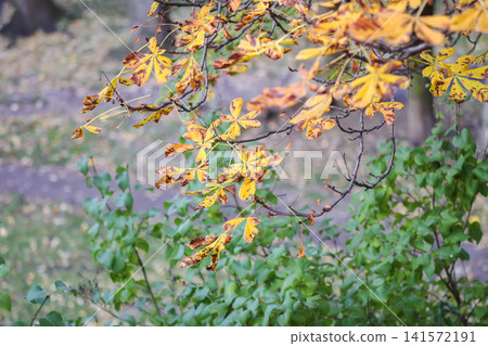 Bright yellow horse chestnut leaves decorate a tree during the autumn season under natural daylight. Bright yellow horse chestnut leaves decorate a tree during the autumn season under natural daylight. 141572191