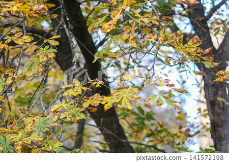 Yellow autumn foliage covers the branches of a horse chestnut tree in warm daylight. Works well for botanical references, gardening publications, and outdoor lifestyle visuals. Yellow autumn foliage covers the branches of a horse chestnut tree in warm daylight. Works well for botanical references, gardening publications, and outdoor lifestyle visuals. 141572198