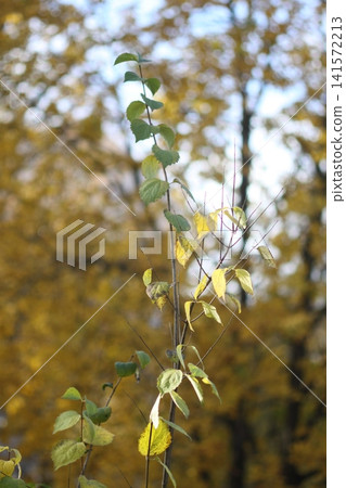 A delicate tree branch displays the natural transition of green leaves turning yellow in autumn. A delicate tree branch displays the natural transition of green leaves turning yellow in autumn. 141572213