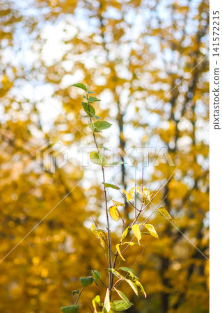 A young tree shoot is highlighted by soft natural light with an out-of-focus autumn forest in the background. A young tree shoot is highlighted by soft natural light with an out-of-focus autumn forest in the background. 141572215