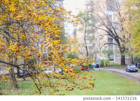 A mature horse chestnut showcases vivid autumn foliage in a peaceful natural environment. 141572216