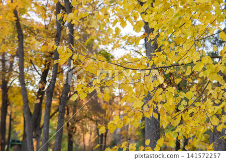 Beautiful autumn park filled with yellow and orange trees under natural light. Beautiful autumn park filled with yellow and orange trees under natural light. 141572257