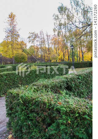 Scenic park path surrounded by ornamental hedges and vibrant autumn foliage. Urban nature, relaxation spaces, landscape aesthetics. Scenic park path surrounded by ornamental hedges and vibrant autumn foliage. Urban nature, relaxation spaces, landscape aesthetics. 141572260