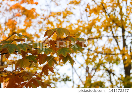 Yellow and green maple leaves illustrate the natural transition of autumn in a peaceful park setting. Yellow and green maple leaves illustrate the natural transition of autumn in a peaceful park setting. 141572277