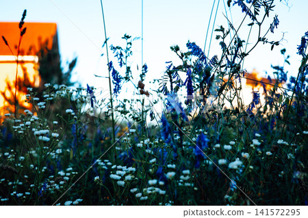 Blue wildflowers and white daisies bloom in warm sunset light with residential houses softly blurred behind. Natural meadow growing near suburban homes, creating a peaceful summer landscape. Blue wildflowers and white daisies bloom in warm sunset light with residential houses softly blurred behind. Natural meadow growing near suburban homes, creating a peaceful summer landscape. 141572295