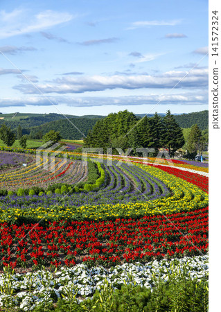 The flower fields of Furano and Biei in Hokkaido are beautiful with their seasonal colors of red, white, yellow, and purple. The flower fields of Furano and Biei in Hokkaido are beautiful with their seasonal colors of red, white, yellow, and purple. 141572324