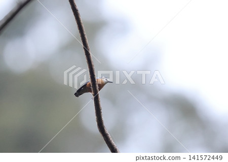 Binangosuitari Binangosuitari 141572449