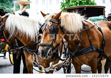 Scenes and Animals in Salzburg, Austria Scenes and Animals in Salzburg, Austria 141572679