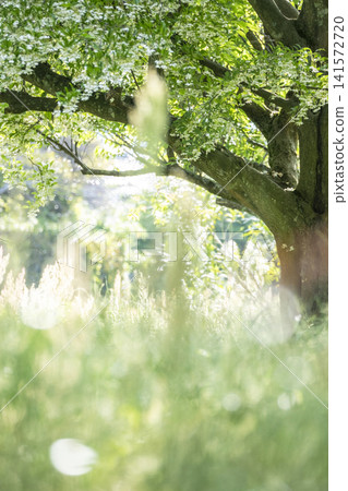 A park where summer grass sparkles. A park where summer grass sparkles. 141572720
