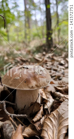 Close-up of a porcini mushroom in an autumn forest. Close-up of a porcini mushroom in an autumn forest. 141572751