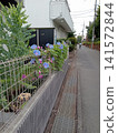 Blue morning glories blooming along the roadside 141572844