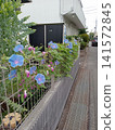 Blue morning glories blooming along the roadside 141572845