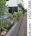 Blue morning glories blooming along the roadside 141572846