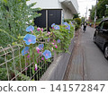 Blue morning glories blooming along the roadside 141572847
