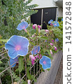 Blue morning glories blooming along the roadside 141572848